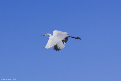 Airone bianco maggiore